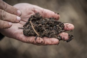 Gesunder Boden - Die Suche nach dem Regenwurm